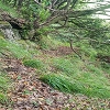 Plants: image 36 Of 208 Thumb